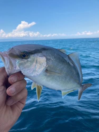 シオの釣果