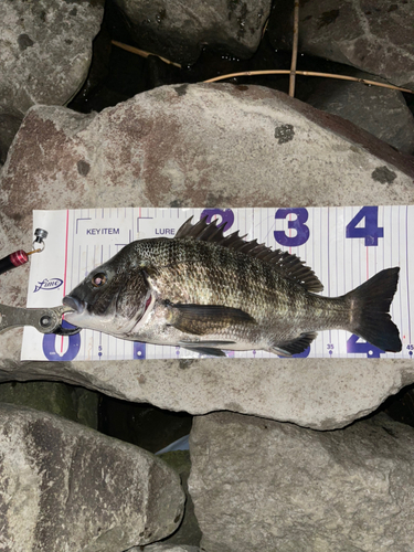 クロダイの釣果