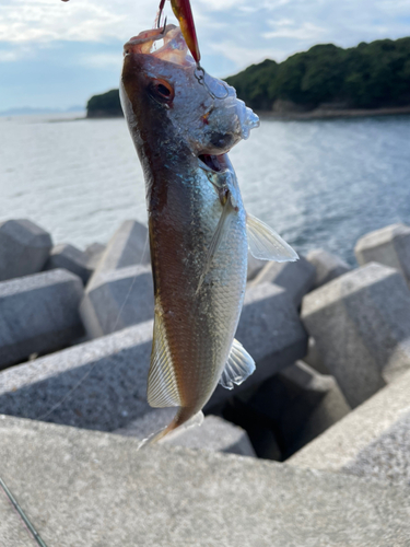 イシモチの釣果