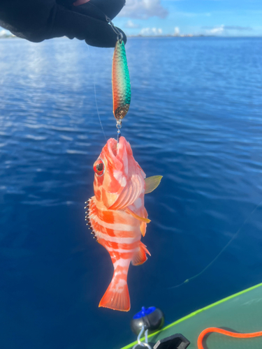 アカハタの釣果