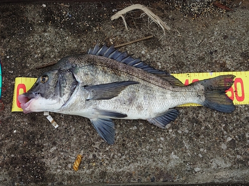 クロダイの釣果