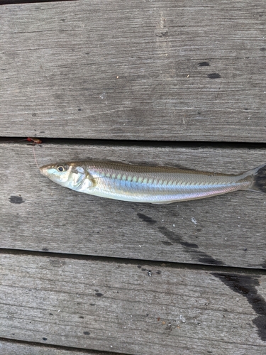 シロギスの釣果