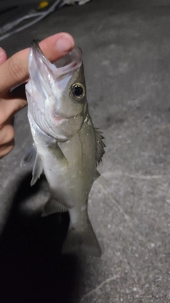 セイゴ（ヒラスズキ）の釣果