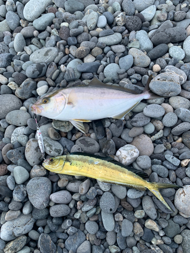 ショゴの釣果