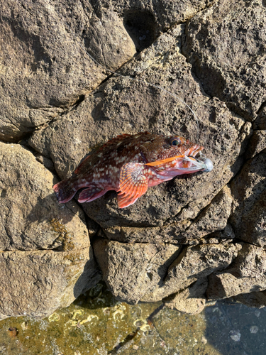 カサゴの釣果