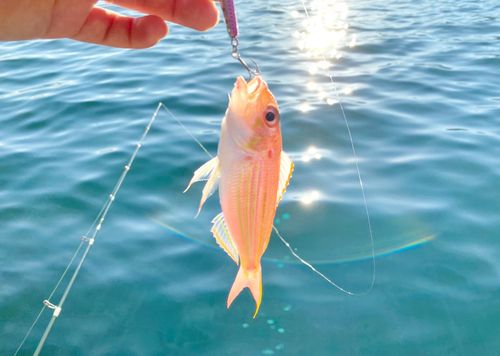 イトヨリダイの釣果