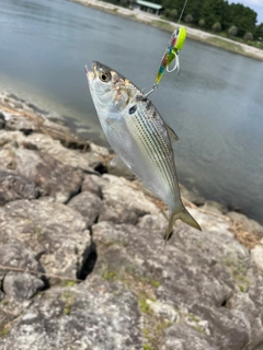 コノシロの釣果