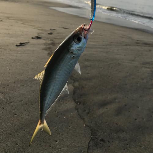 マルアジの釣果