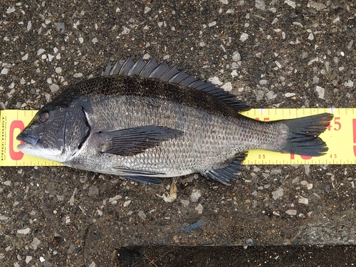 クロダイの釣果