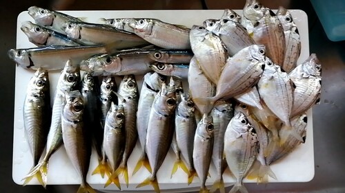 アジの釣果