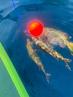 イッテンフエダイの釣果