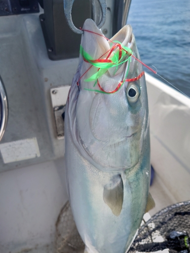 ハマチの釣果