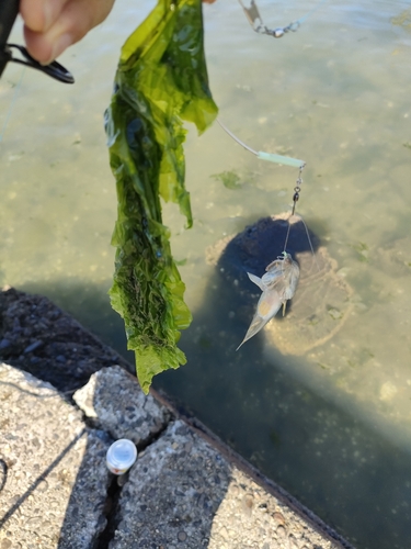 ハゼの釣果