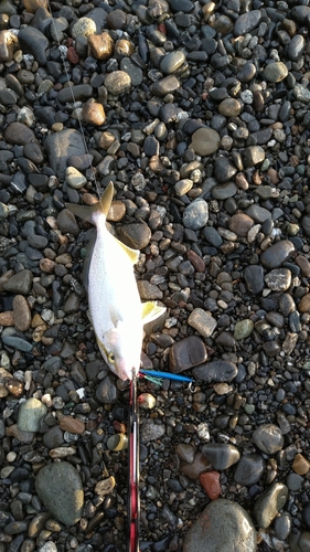 ショゴの釣果