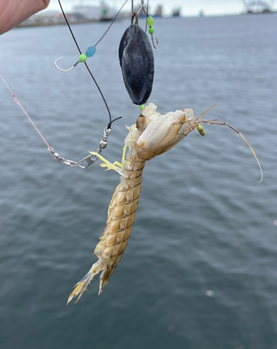 シャコの釣果