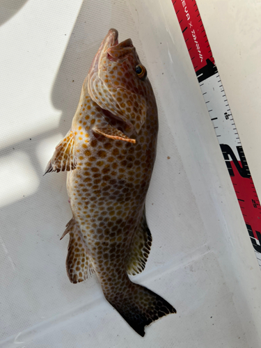 オオモンハタの釣果