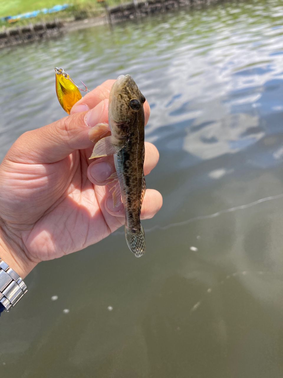 釣り太夫さんの釣果 1枚目の画像