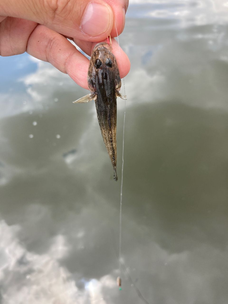 釣り太夫さんの釣果 3枚目の画像