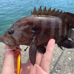 ヤミハタの釣果