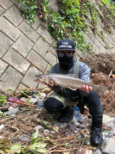 イワナの釣果