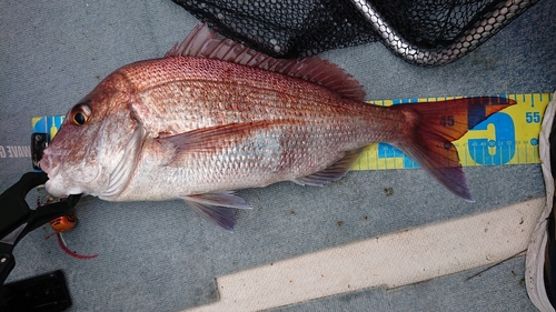 マダイの釣果