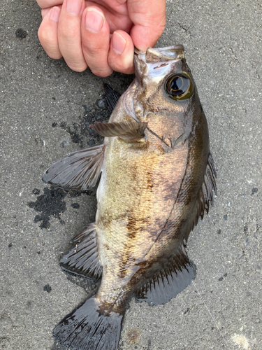 アカメバルの釣果