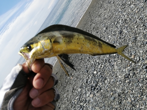 シイラの釣果