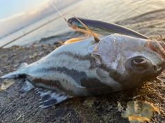 コトヒキの釣果