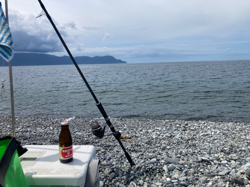 マルソウダの釣果