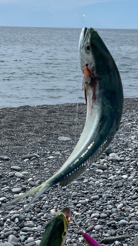 シイラの釣果