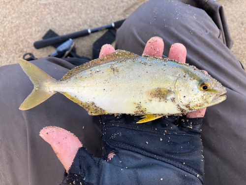 ショゴの釣果