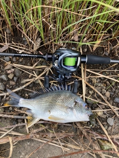 キビレの釣果