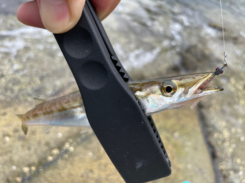 カマスの釣果