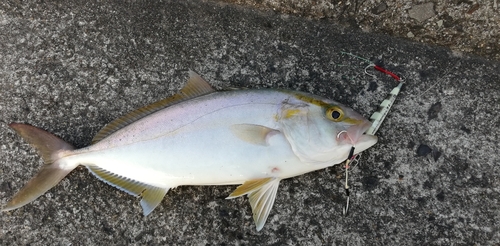 ネリゴの釣果