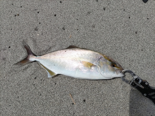 イシモチの釣果