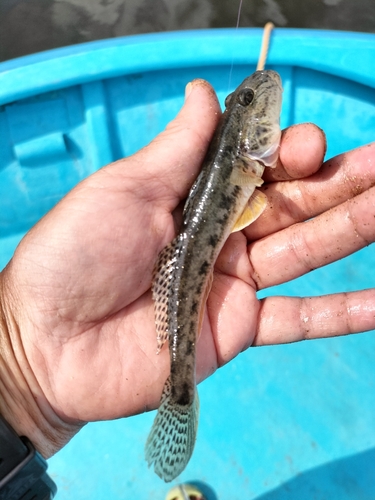 マハゼの釣果