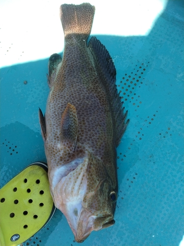 オオモンハタの釣果