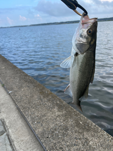 セイゴ（マルスズキ）の釣果