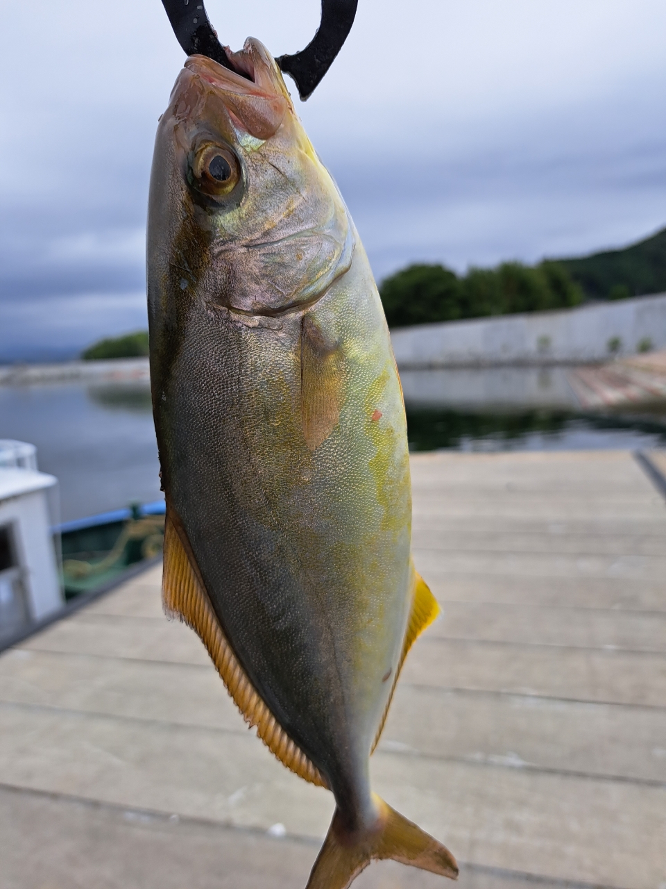 ショゴ