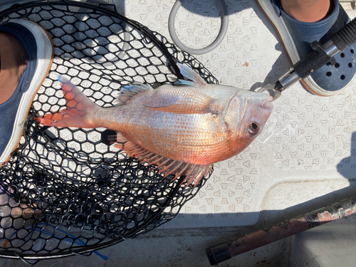 マダイの釣果