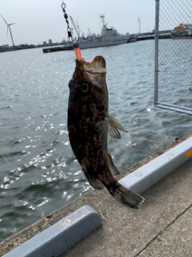 クロソイの釣果