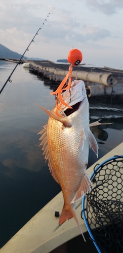 マダイの釣果