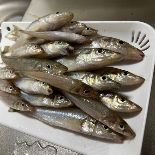 キスの釣果