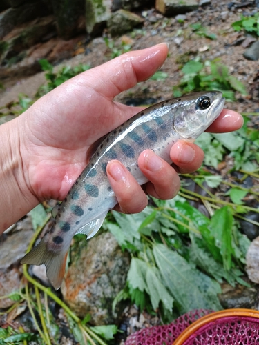 ヤマメの釣果