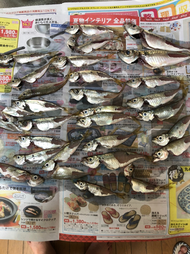 アジの釣果