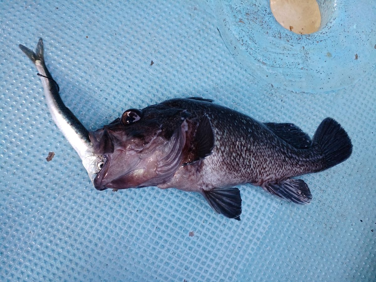 やってぃｰさんの釣果 1枚目の画像