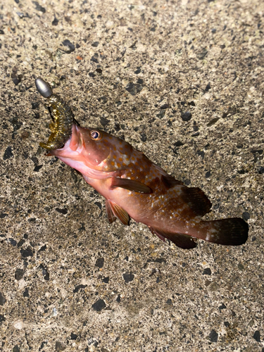 アコウの釣果