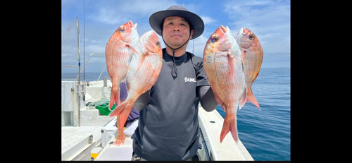 マダイの釣果