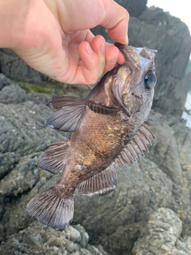 アカメバルの釣果