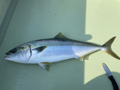 ブリの釣果